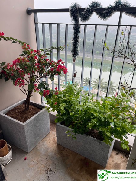 Lựa chọn kích thước chậu phù hợp với cây trồng