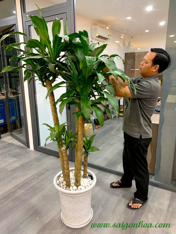 Cây phát tài xanh mang vẻ đẹp tươi mát