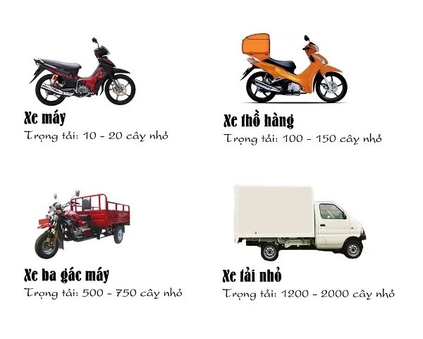 Cây Hoa Cúc Sợi Tím: Vẻ Đẹp Dịu Dàng và Cách Chăm Sóc Hiệu Quả dich vu van chuyen cay canh 1