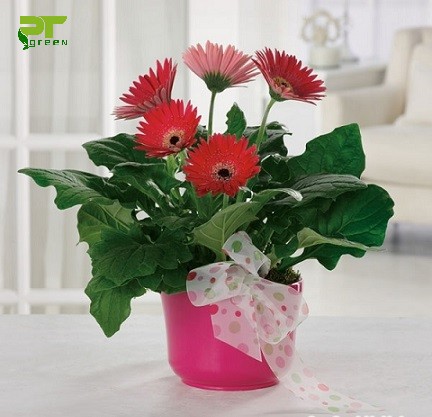 Hoa đồng tiền