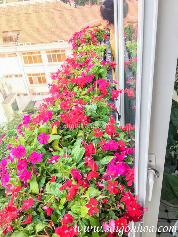 Chậu hoa dừa cạn trồng ban công