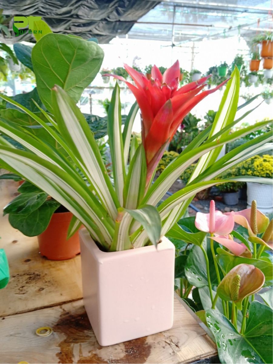 Cây dứa cảnh nến đỏ