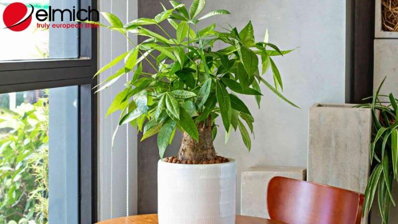 Hình 10: Cây Kim Ngân - lựa chọn tốt cho người mệnh Hỏa