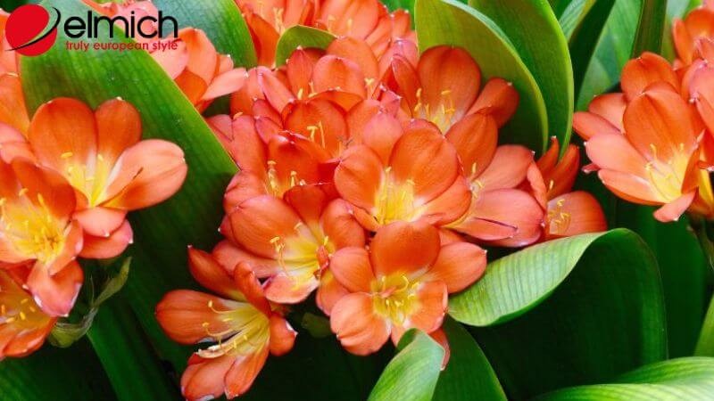 Hình 11: Lan Quân Tử tượng trưng cho ý chí kiên cường
