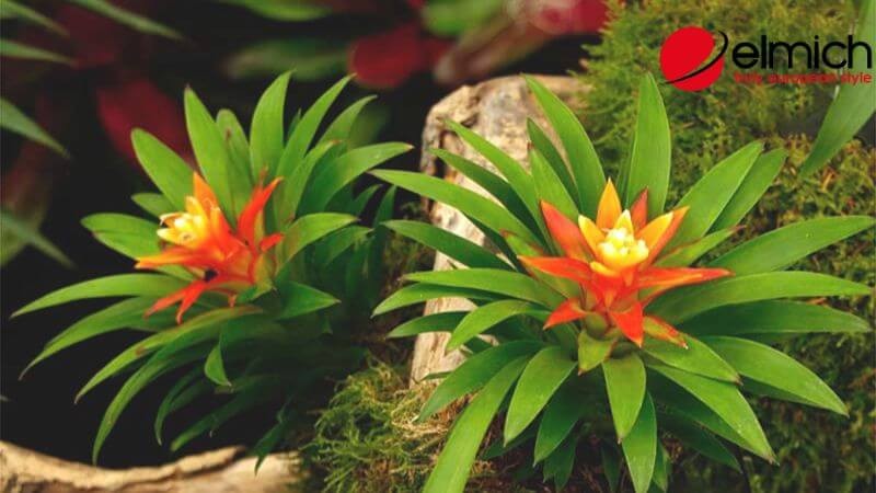 Hình 12: Phong Lộc Hoa thu hút tài lộc