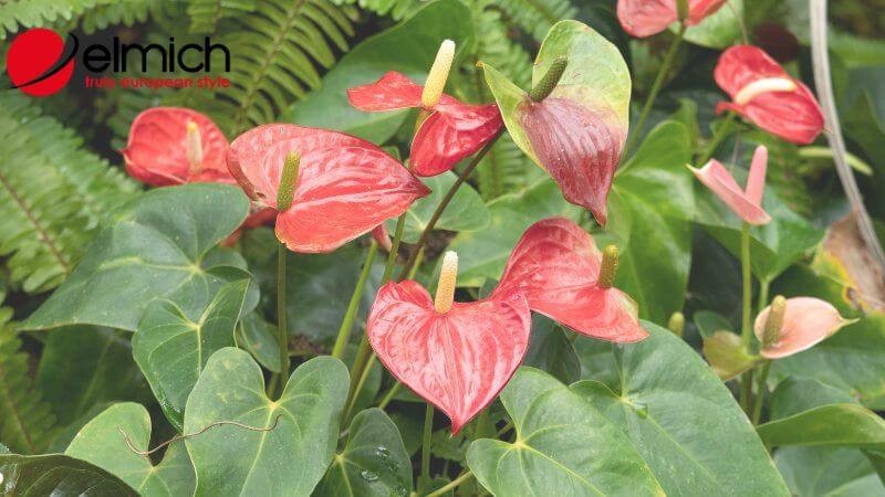 Hình 2: Cây Hồng Môn hợp phong thủy với người mệnh Hỏa