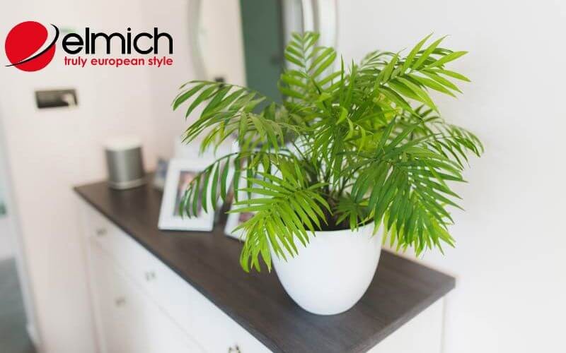 Hình 3: Cau Tiểu Trâm là lựa chọn cây cảnh cho người mệnh Hỏa