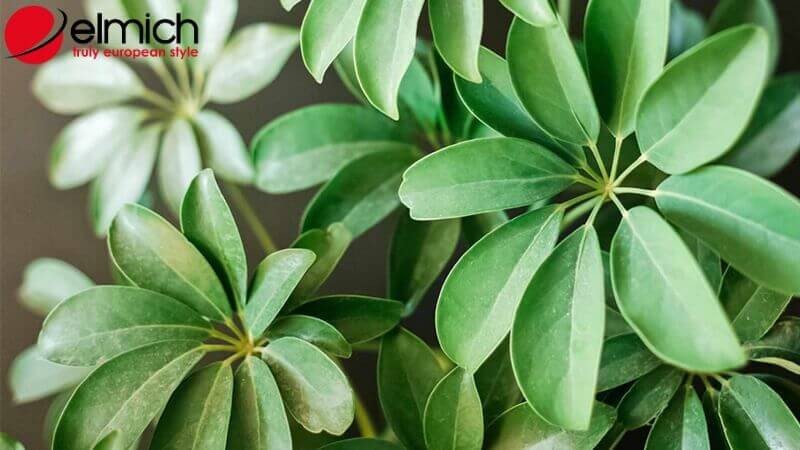 Hình 6: Ngũ Gia Bì đại diện cho sự sang trọng