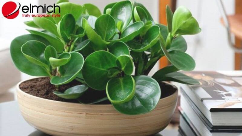 Hình 7: Cây Trường Sinh Xanh giúp gia chủ kéo dài tuổi thọ