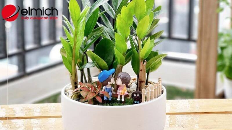 Hình 9: Cây Kim Tiền hợp phong thủy với người mệnh Hỏa