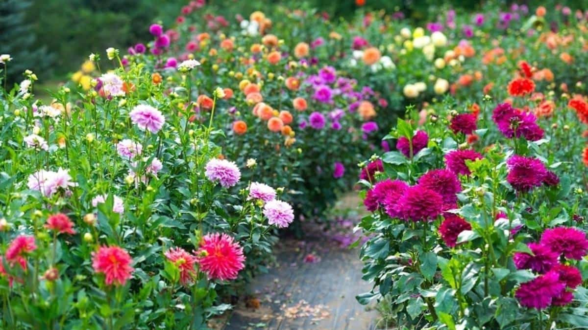 Hoa chưng tết phòng khách- Hoa thược dược
