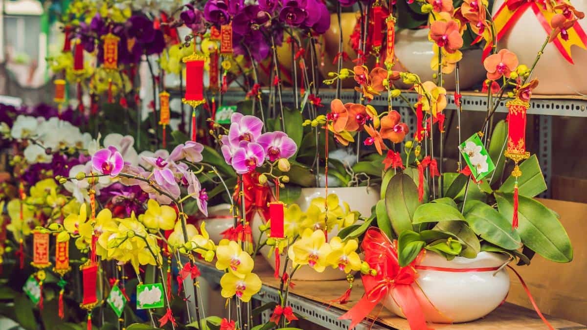 Lưu ý khi chọn hoa chưng Tết