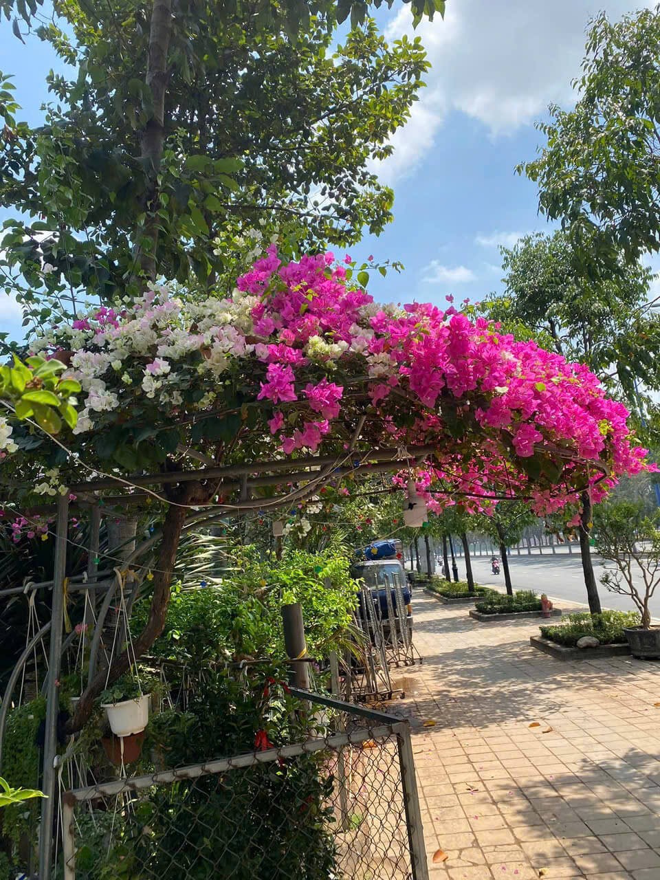 Hoa Giấy Gác Cổng – Biến hóa không gian sống với vẻ đẹp rực rỡ và ý nghĩa phong thủy hoa giay gac cong 1 1