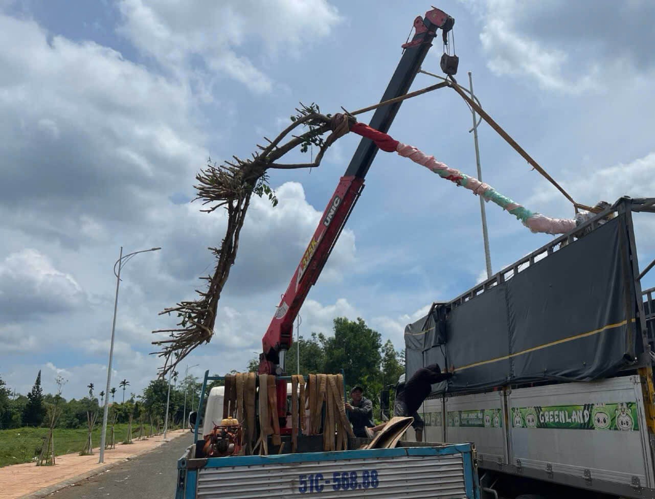 Hoa Giấy Gác Cổng (Hình 1)