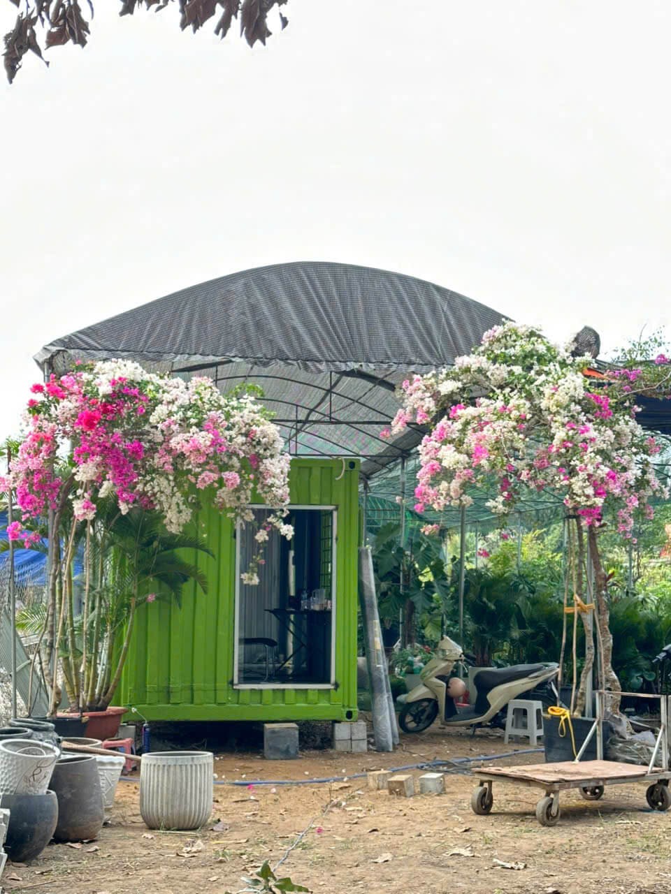 Hoa Giấy Gác Cổng