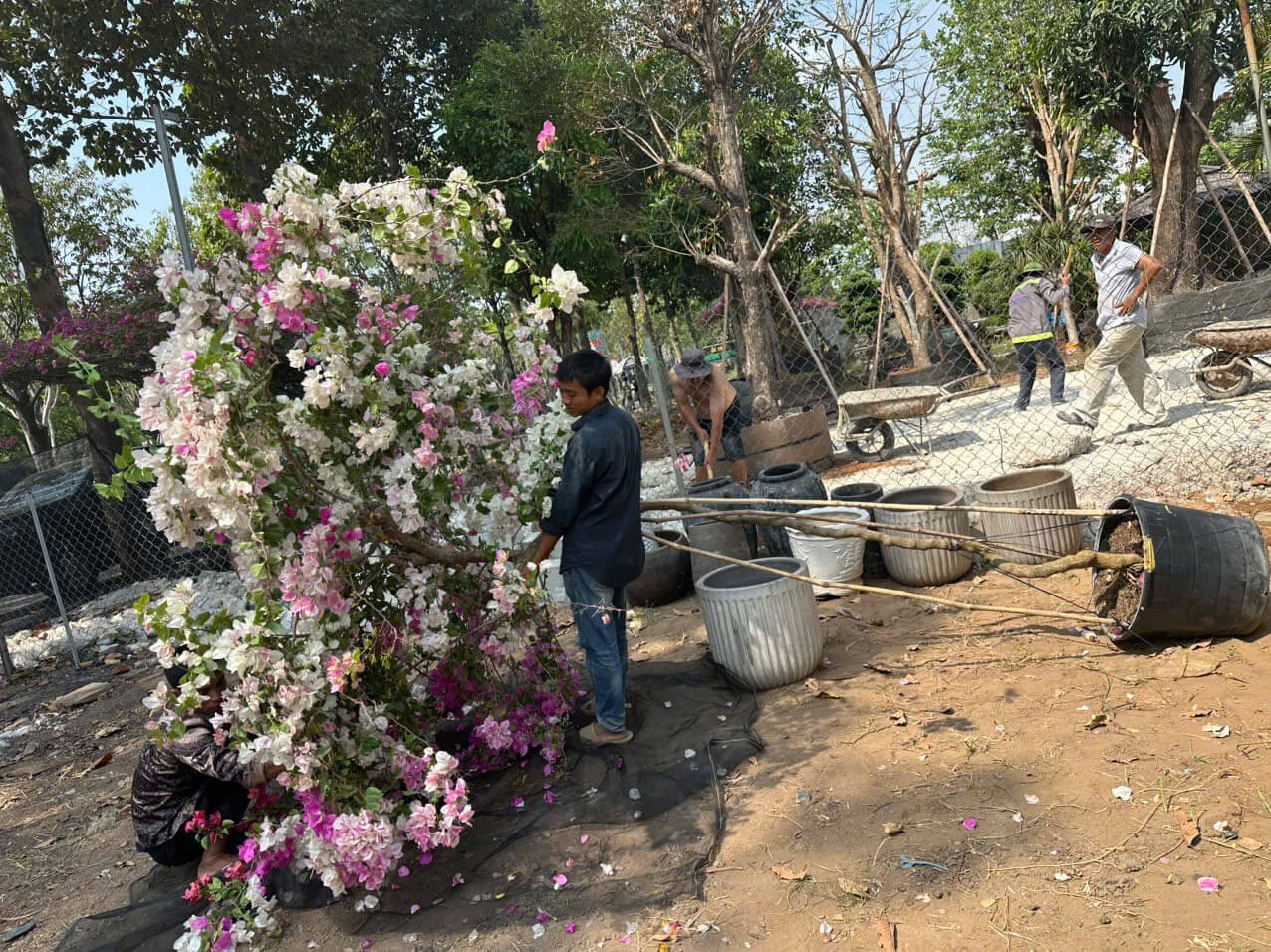Hoa Giấy Gác Cổng