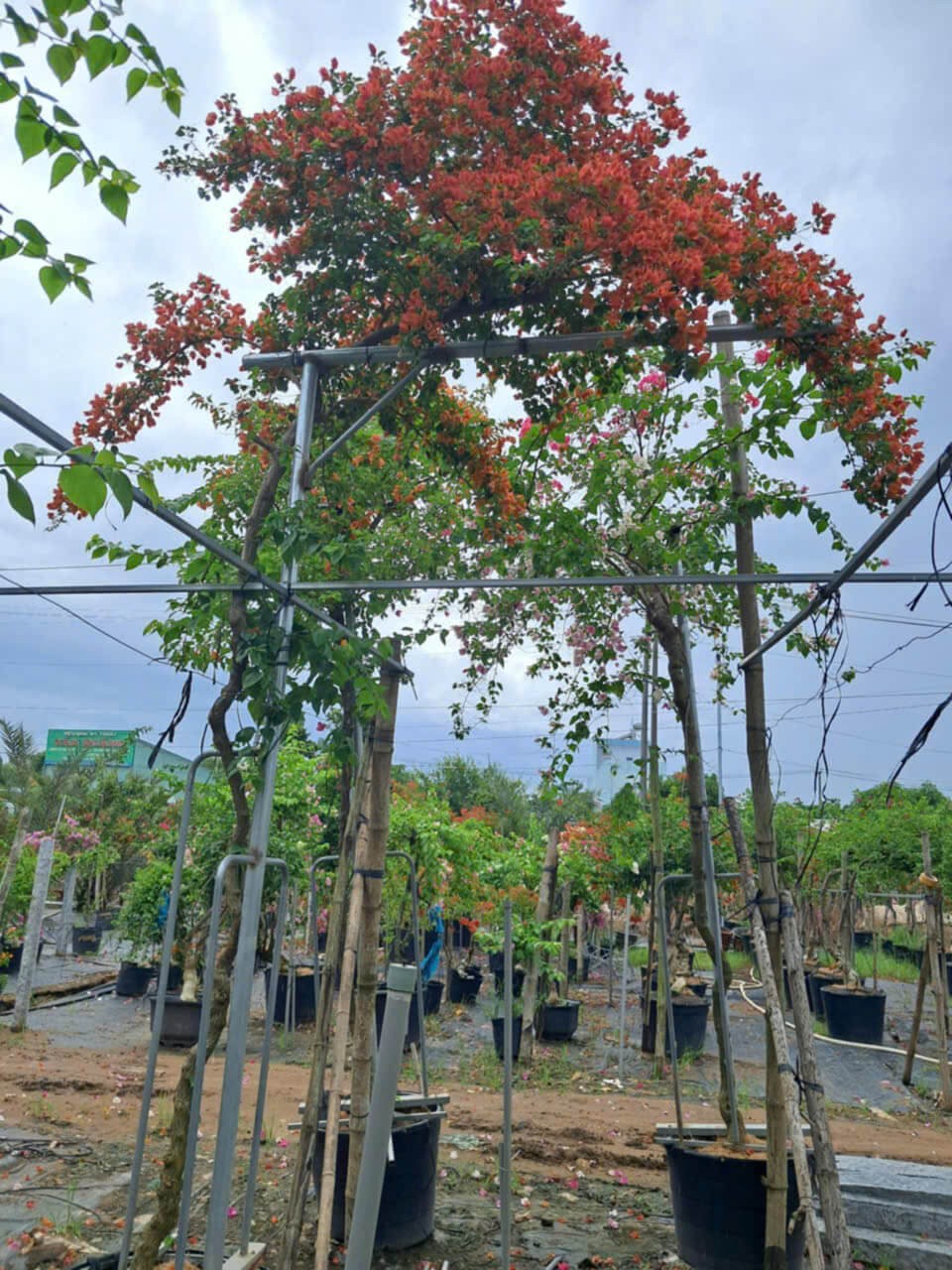Hoa Giấy Gác Cổng
