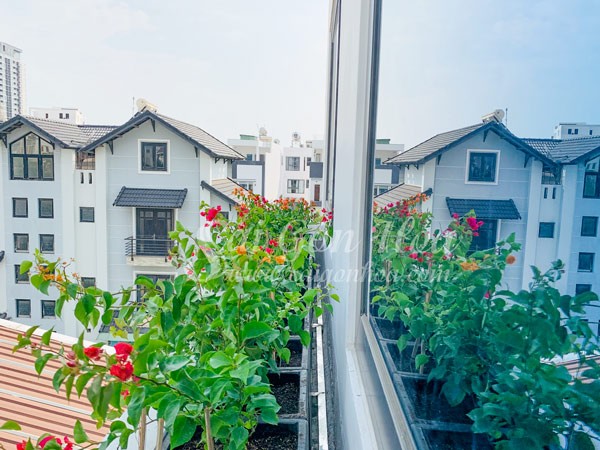 Hoa giấy rực rỡ trên ban công chung cư