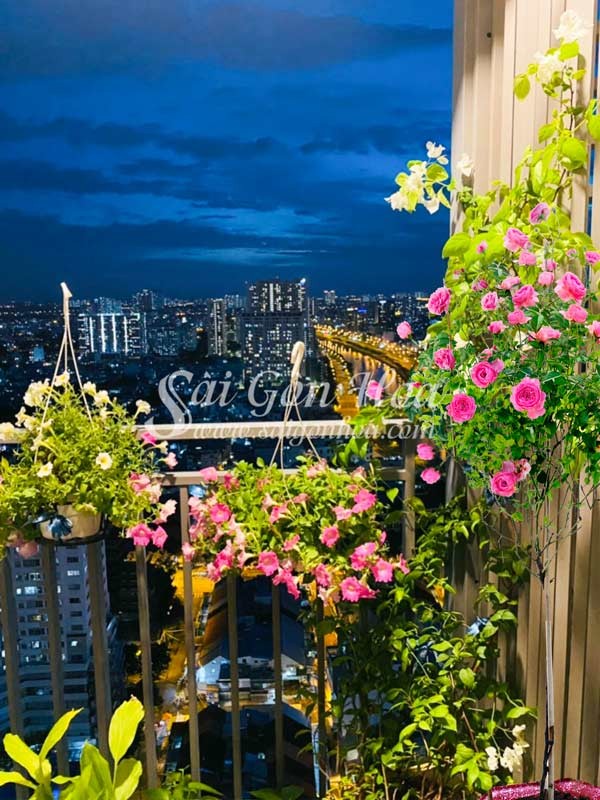 Cây hoa hồng thân gỗ trồng ban công