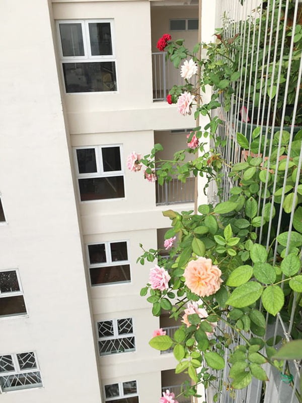 Chậu hoa hồng leo trên ban công chung cư