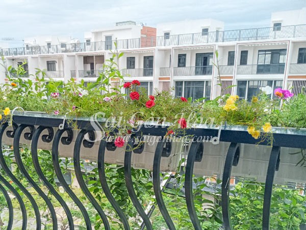 Cây hoa mười giờ trên ban công