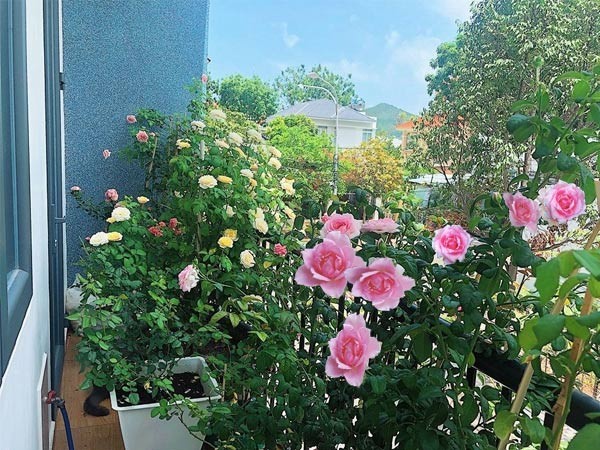 Hoa hồng rực rỡ trên ban công