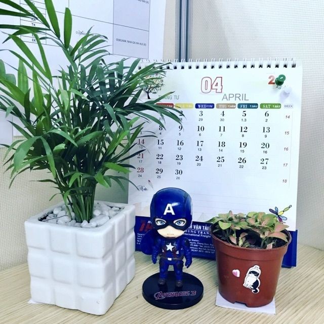 Cây cau tiểu trâm đặt trên bàn làm việc.