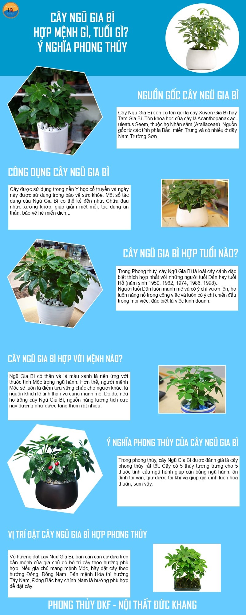 infograp cay ngu gia bi 1
