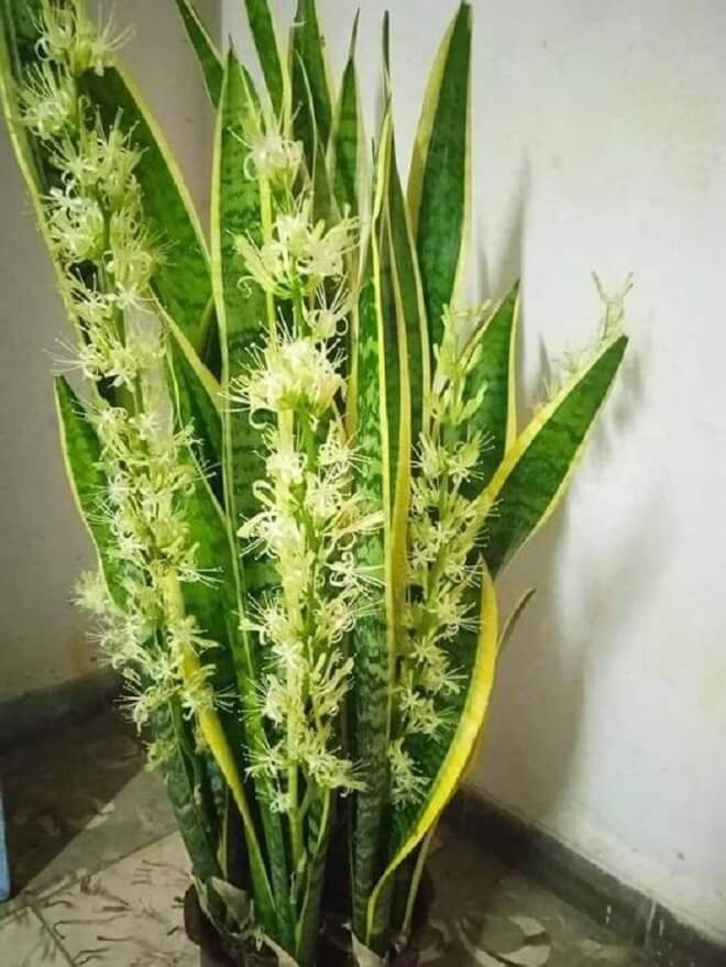Hoa lưỡi hổ tỏa hương nhẹ nhàng thanh khiết giúp tinh thần thư thái