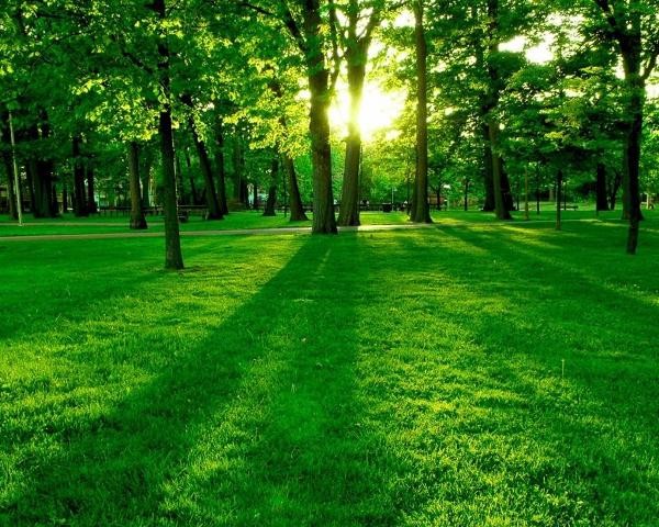 Cây xanh có tác dụng làm sạch không khí