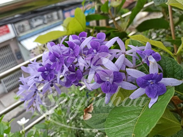 Cây mai xanh thái trên ban công