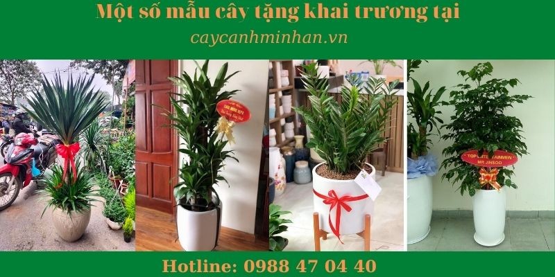 Mẫu cây tặng khai trương