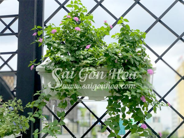 Chậu hoa trâm ổi treo