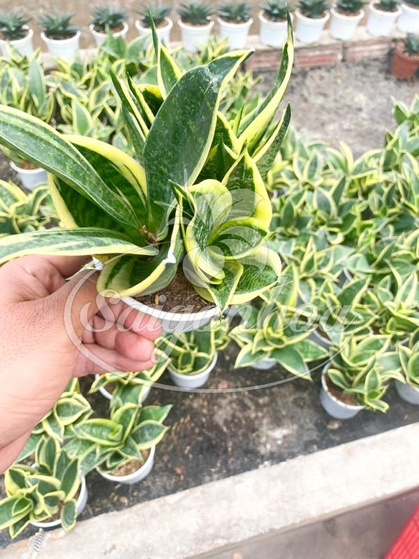 Cung cấp cây Lưỡi Hổ Thái Mini số lượng lớn