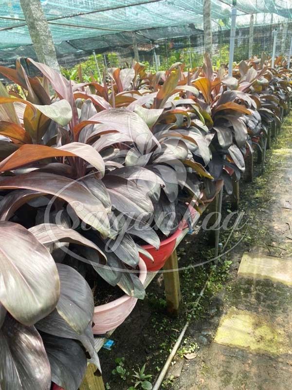 Nơi cung cấp cây Phát Tài Đỏ