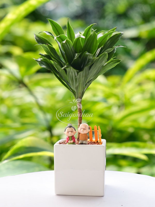Cây phát tài nhật với lá xanh bóng đẹp