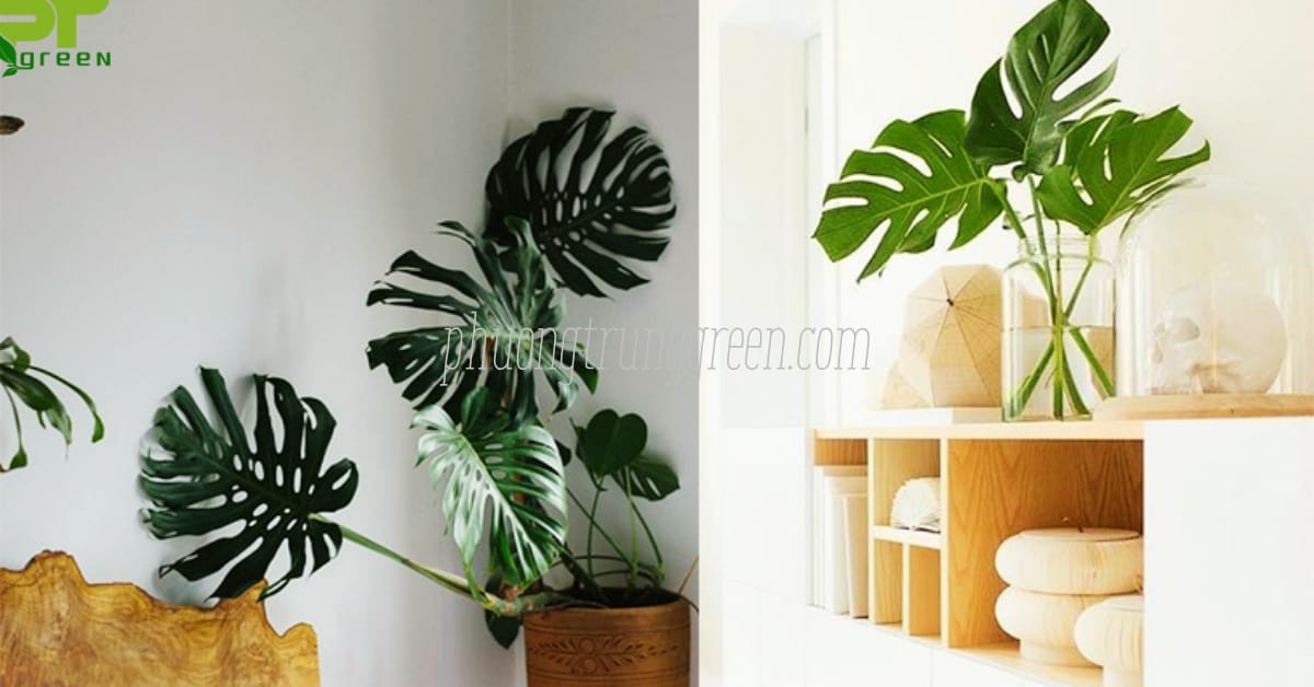 Tác dụng cây Trầu Bà Nam Mỹ