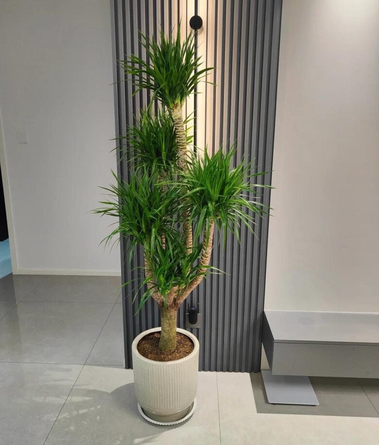 Cần kiểm soát lượng nước tưới cẩn thận cho cây phát tài núi