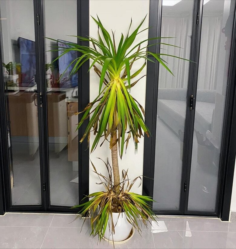 Cây phát tài núi cần ánh sáng đầy đủ để phát triển
