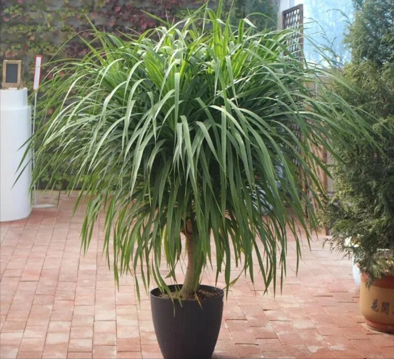 Một số loại cây tài lộc khác phù hợp cho gia đình