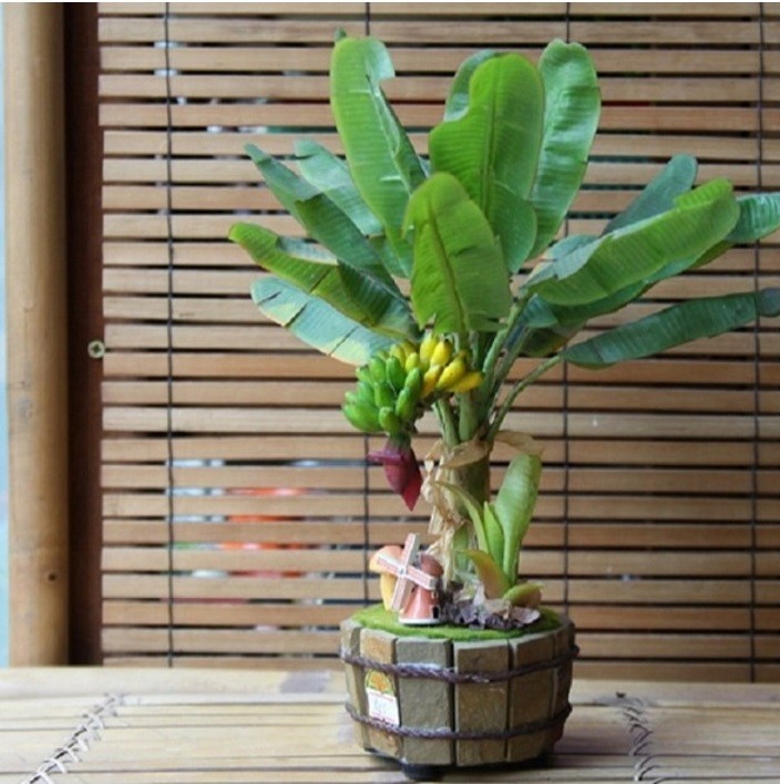 cây chuối cảnh lùn
