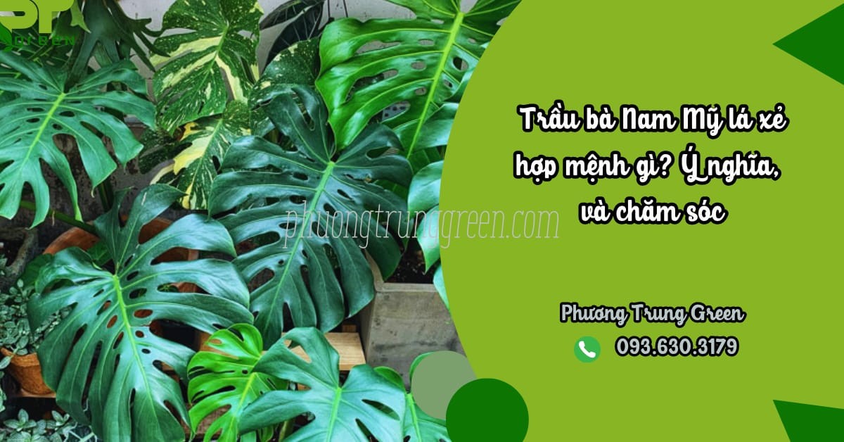 trau ba nam my la xe 1