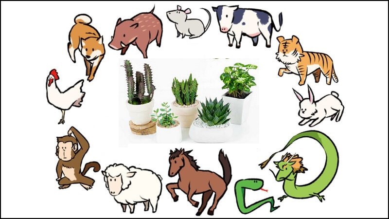 Trồng cây Ngọc Lan ở vị trí thích hợp mang lại may mắn