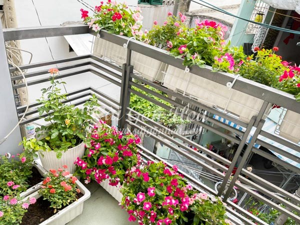 Cây dừa cạn với những chùm hoa rực rỡ