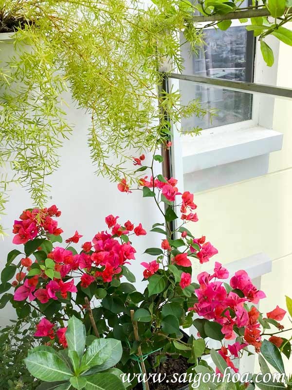 Vườn hoa giấy trên ban công