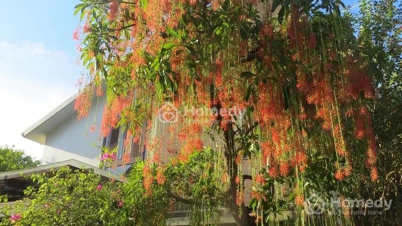 Tuổi Tuất 1994 hợp với cây lộc vừng