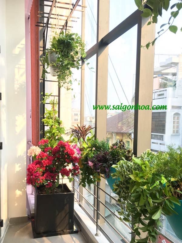 Chậu hoa giấy treo ban công