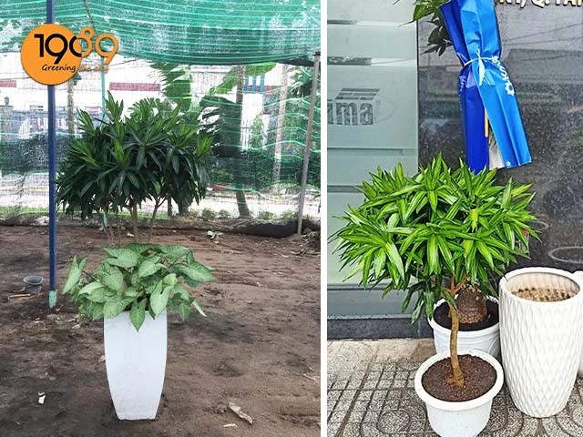 web cây trúc bách hợp để sàn
