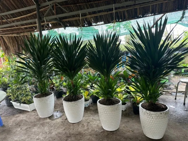 Chọn chậu phù hợp với kích thước bộ rễ để trồng cây phát tài núi