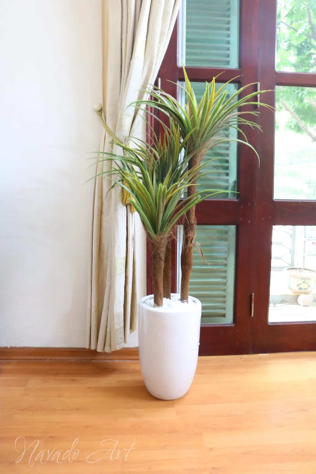 Cây phát tài núi mang đến nguồn năng lượng tốt cho gia đình.